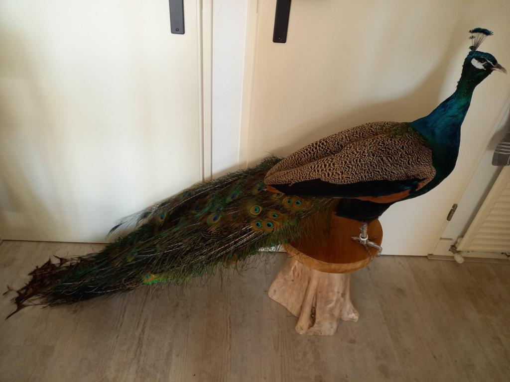Opgezette pauw, Verzamelen, Ophalen, Zo goed als nieuw, Vogel, Opgezet dier