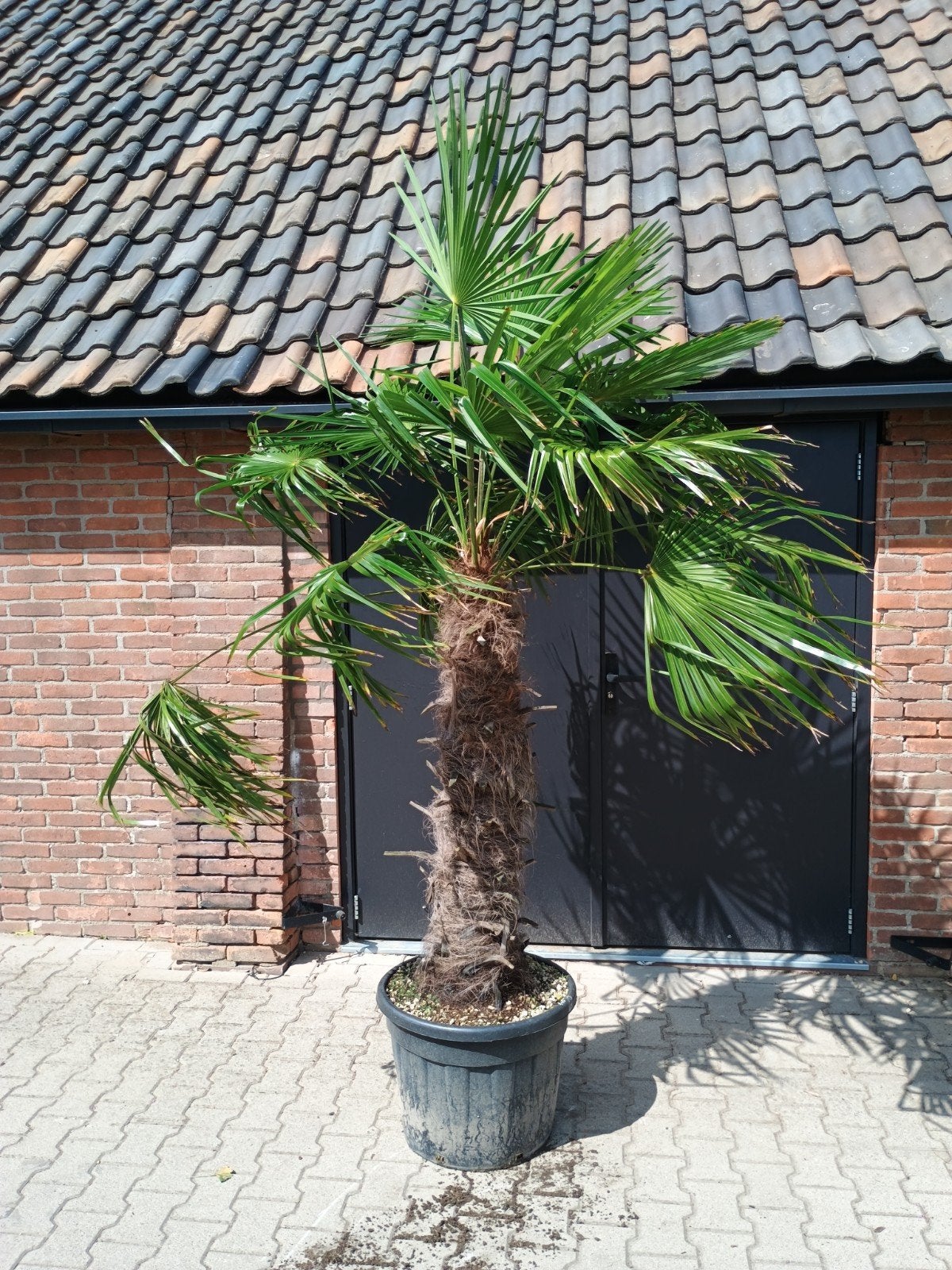 Grote Palmboom in pot - Ideaal voor terras of tuin, Tuin en Terras, Bloeit niet, 100 tot 250 cm, Palmboom, Ophalen