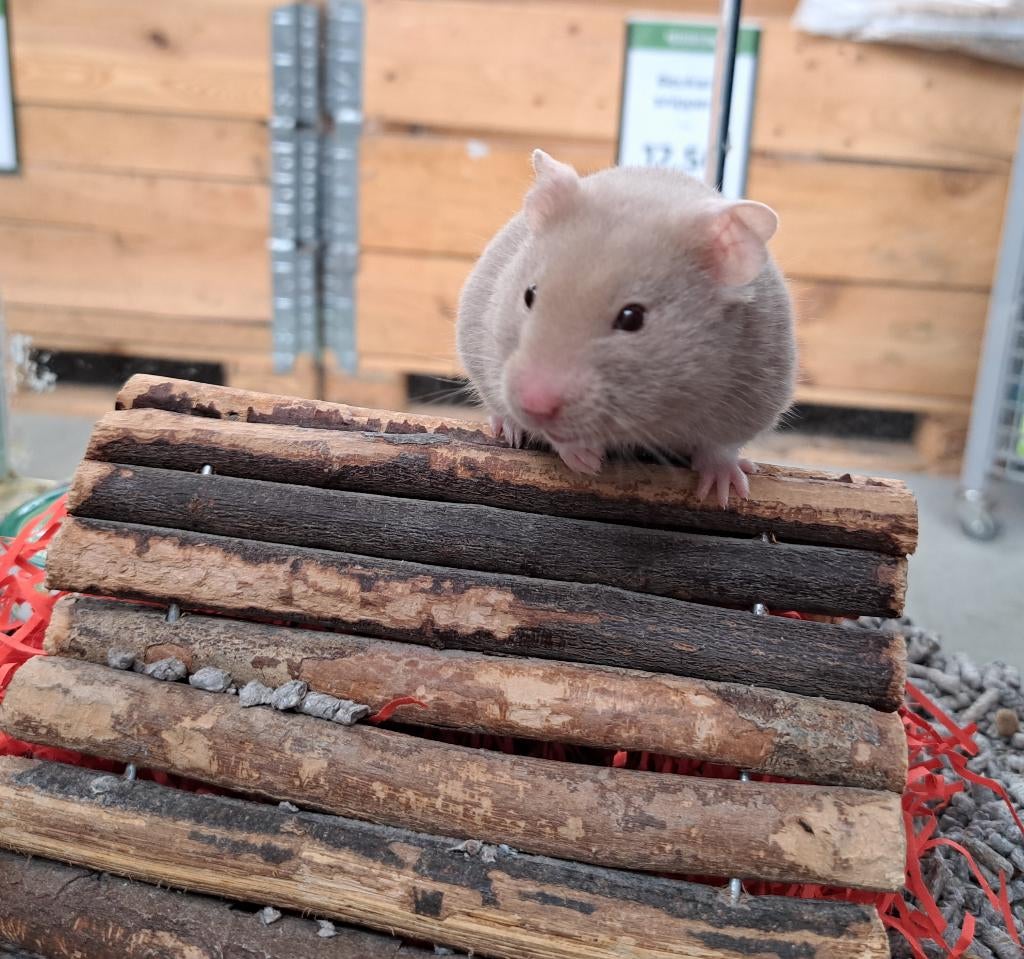 Goudhamsters, Dieren en Toebehoren, Knaagdieren, Hamster, Maart, Meerdere dieren, Tam