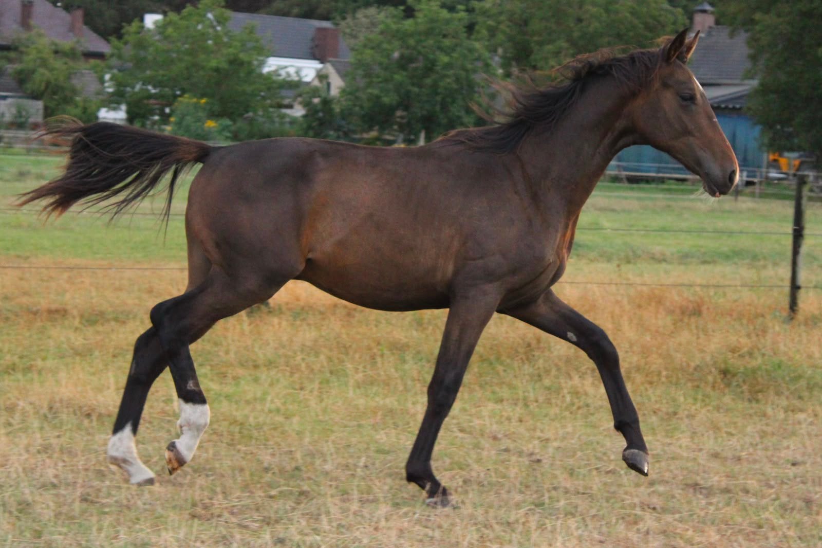 Aansprekende jaarling hengst, Dieren en Toebehoren, Minder dan 160 cm, Met stamboom, Dressuurpaard, 0 tot 2 jaar