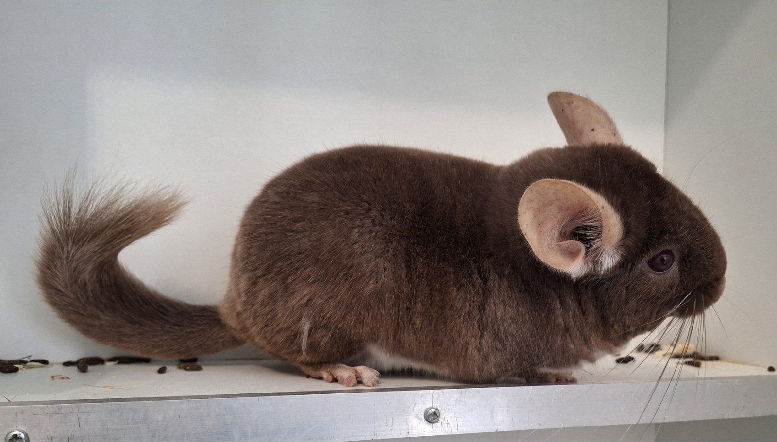Chinchilla vrouw - Brown Pearl, Dieren en Toebehoren, Knaagdieren, Chinchilla, Vrouwelijk, Tam, Oktober