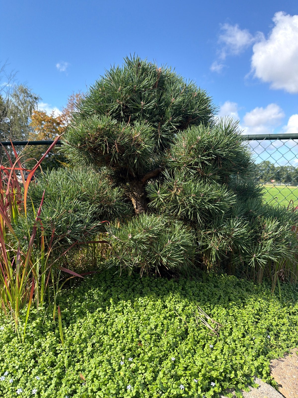 Witte Den (Pinus Pariflora) Bonsai., Tuin en Terras, Volle zon, Bloeit niet, 100 tot 250 cm, Overige soorten