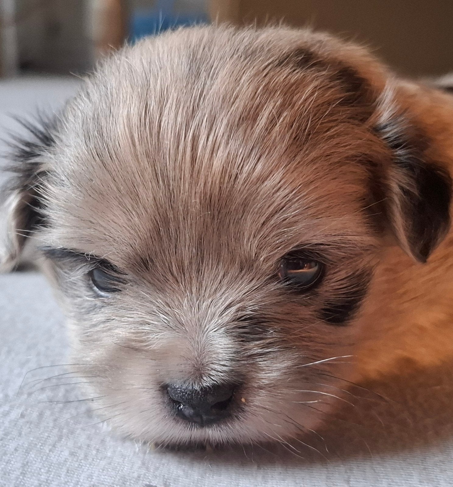 Prachtige unieke Shiranian (F1) pups (Shih Tzu x  pomeriaan), 8 tot 15 weken, Meerdere, Meerdere dieren, Klein