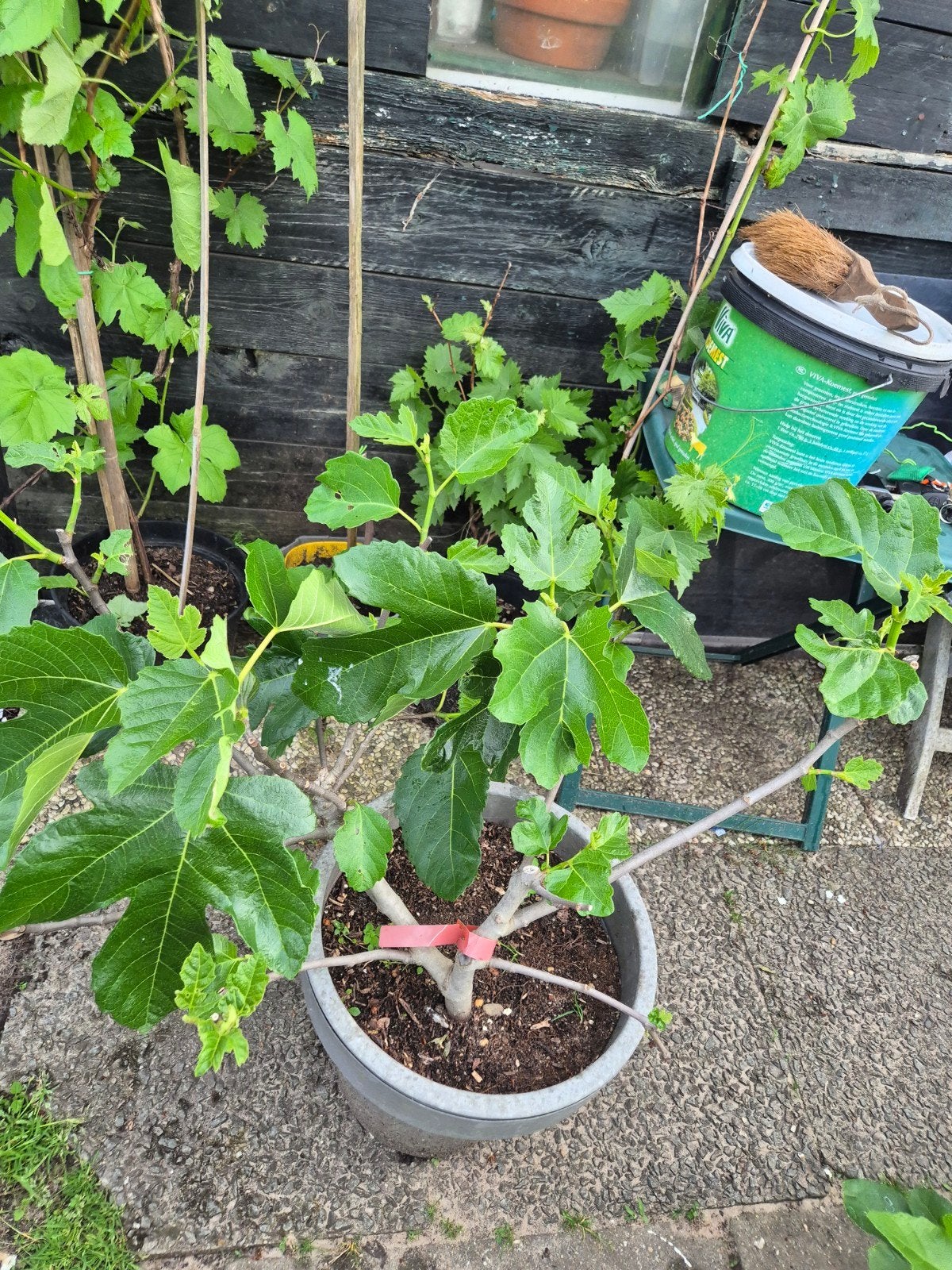 Vijgen/vijgenboom, Ophalen of Verzenden, Minder dan 100 cm, Vijgenboom