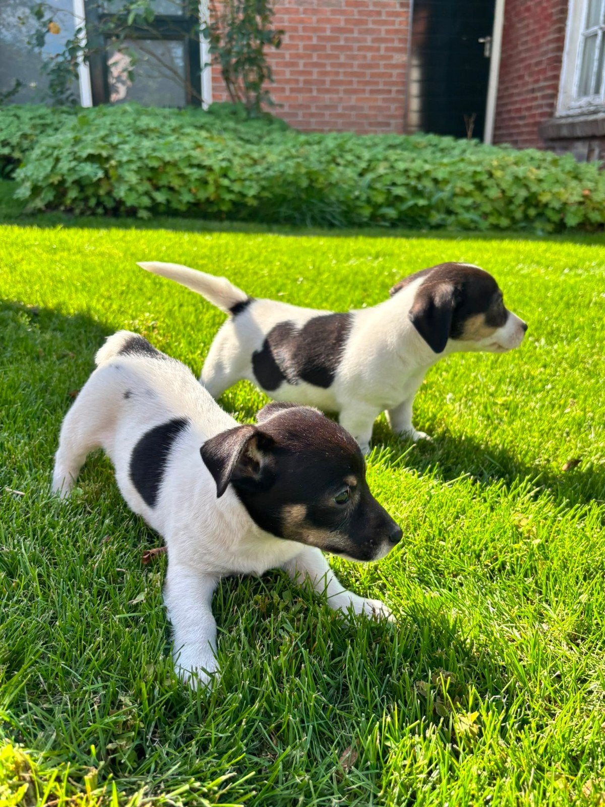 Te koop Jack Russell pups, Jack Russell Terriër, 8 tot 15 weken, Parvo, Meerdere