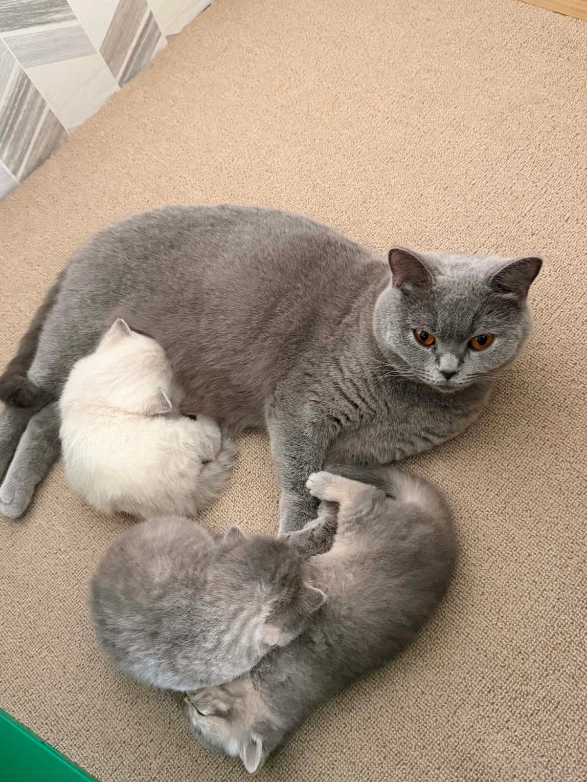 British korte haar kitten, Poes