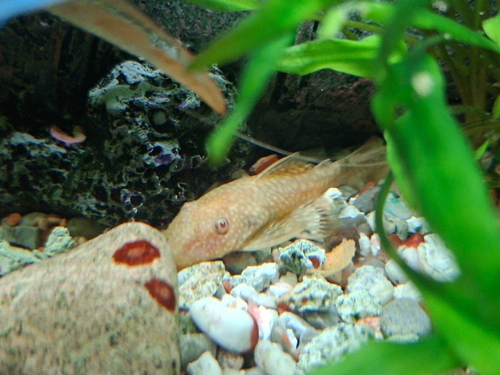 Albino algeneters, Vis