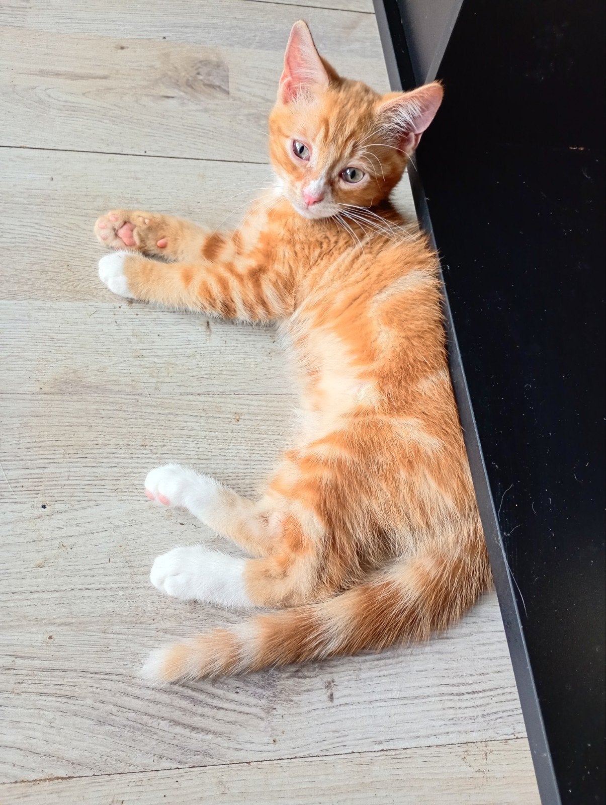 Kittens te koop, Meerdere dieren, Ontwormd, 0 tot 2 jaar