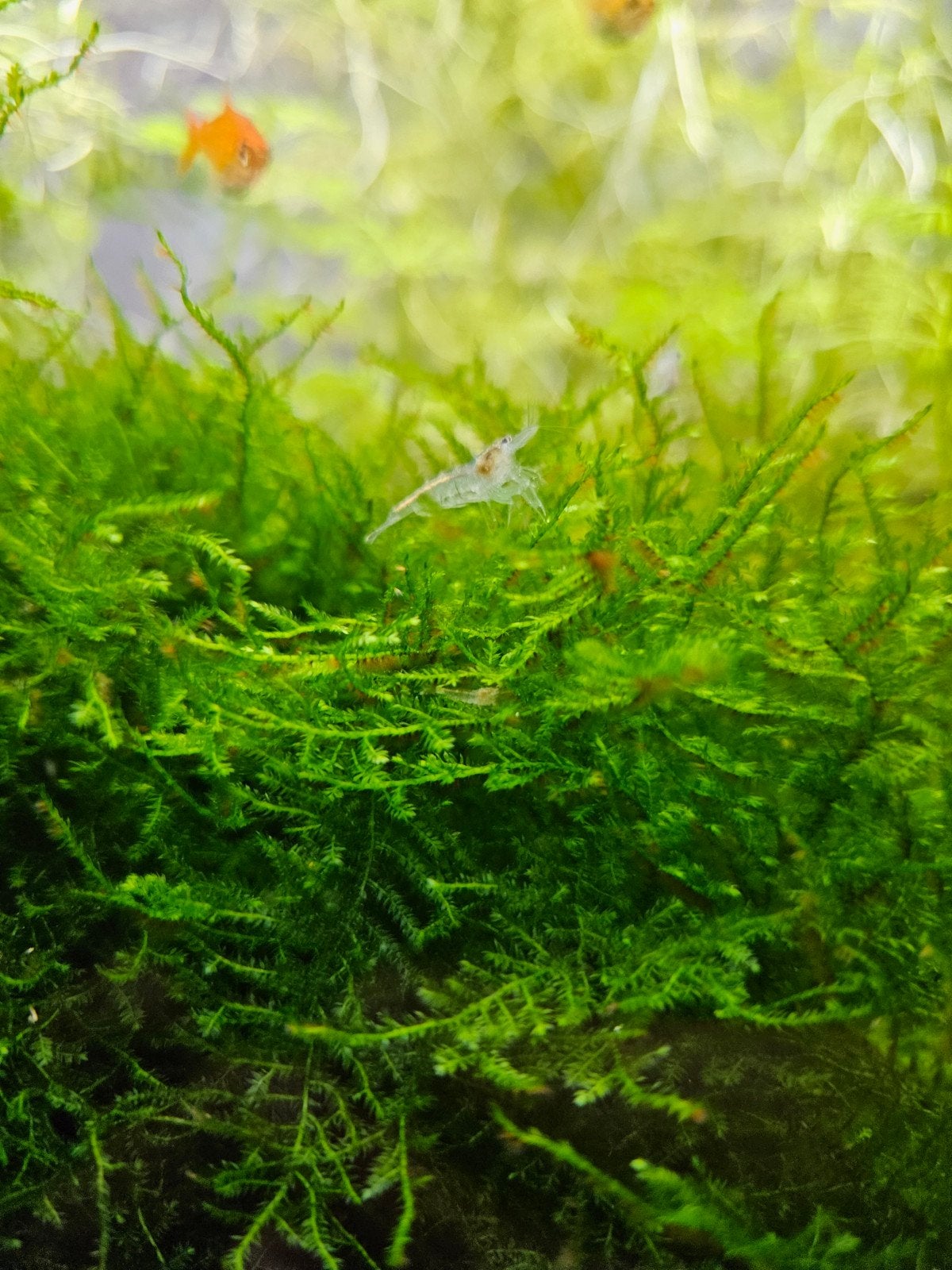 javamos  aquariumplant, Ophalen, Nieuw, Plant(en), Steen of Hout
