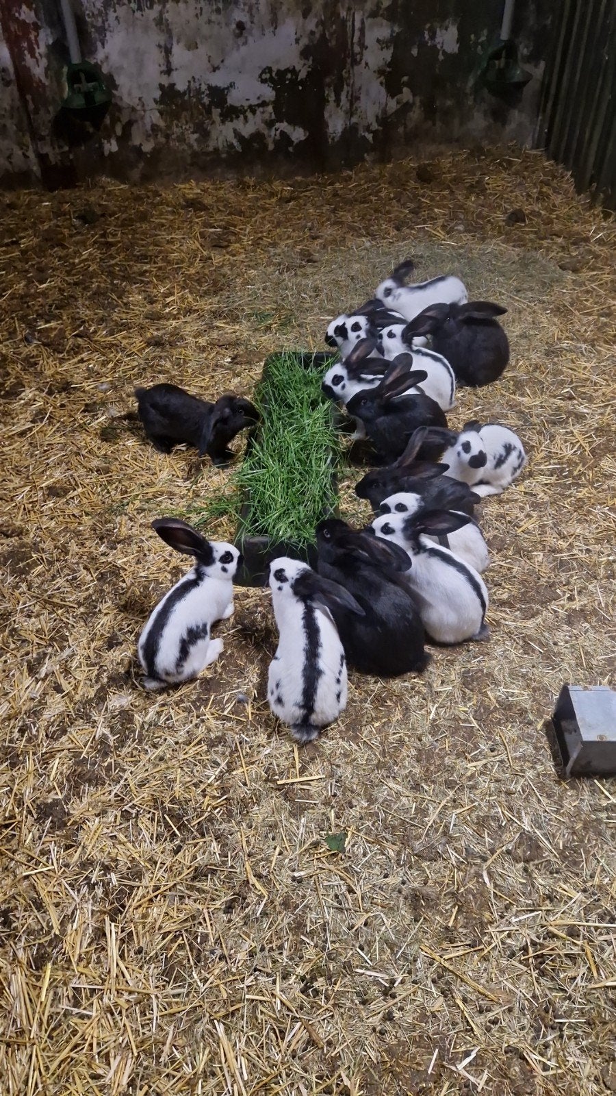 Jonge lotharingers, Dieren en Toebehoren, Meerdere dieren, Groot, 0 tot 2 jaar