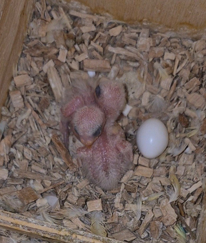 Agapornis roseicollis / dwergpapegaai, Dieren en Toebehoren, Geslacht onbekend, Dwergpapegaai of Agapornis, Tam