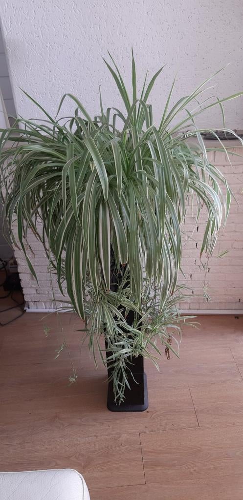 Graslelie met stekjes., Ophalen, Halfschaduw, Minder dan 100 cm