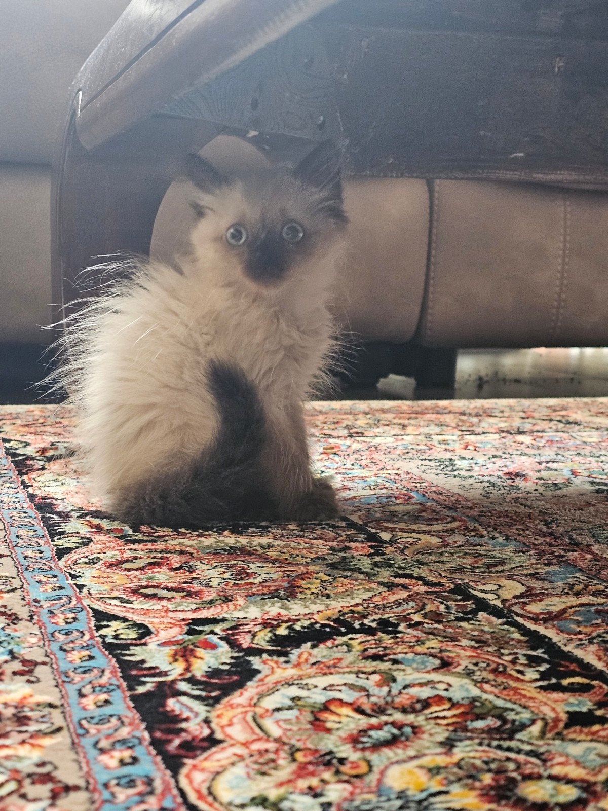 Ragdoll Kittens