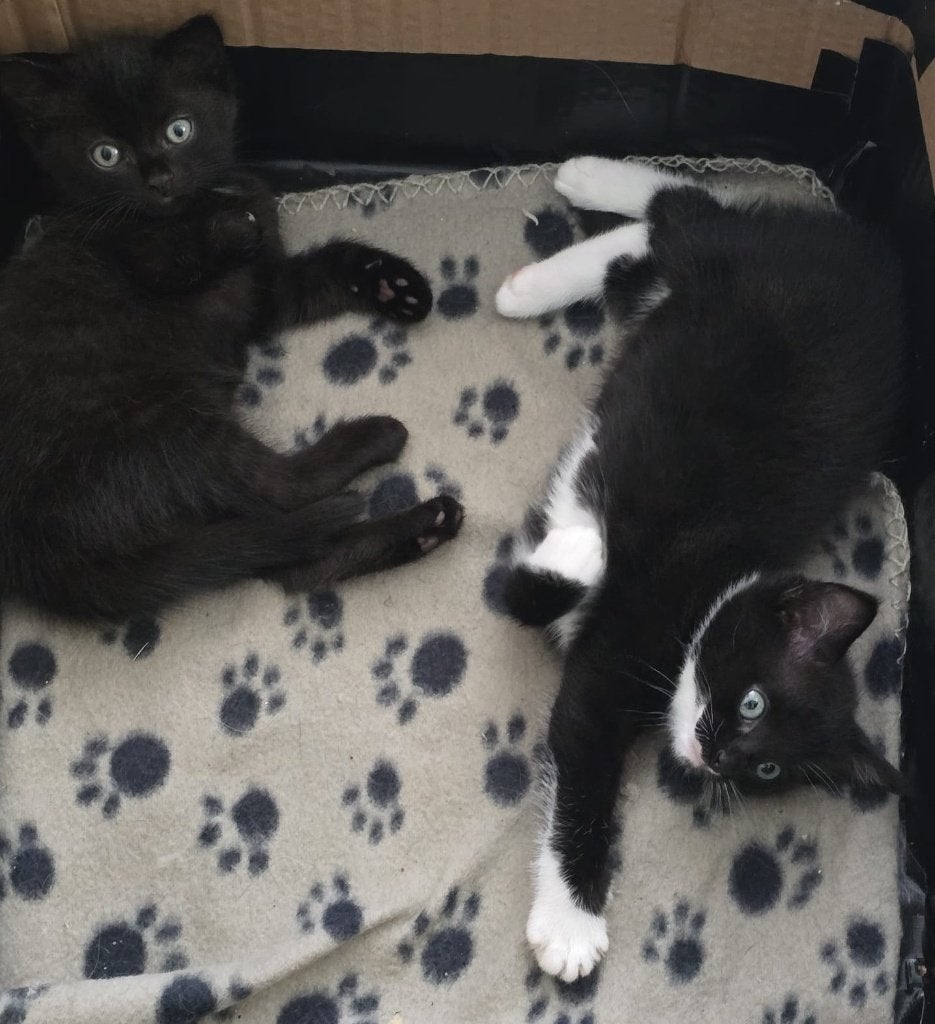 2 leuke halve ragdolls kittens, Meerdere dieren, Langharig, 0 tot 2 jaar