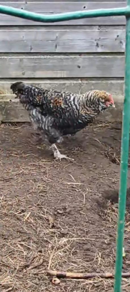6 hanen geboren 12 maart voor de liefhebber of slacht, Dieren en Toebehoren, Mannelijk, Kip