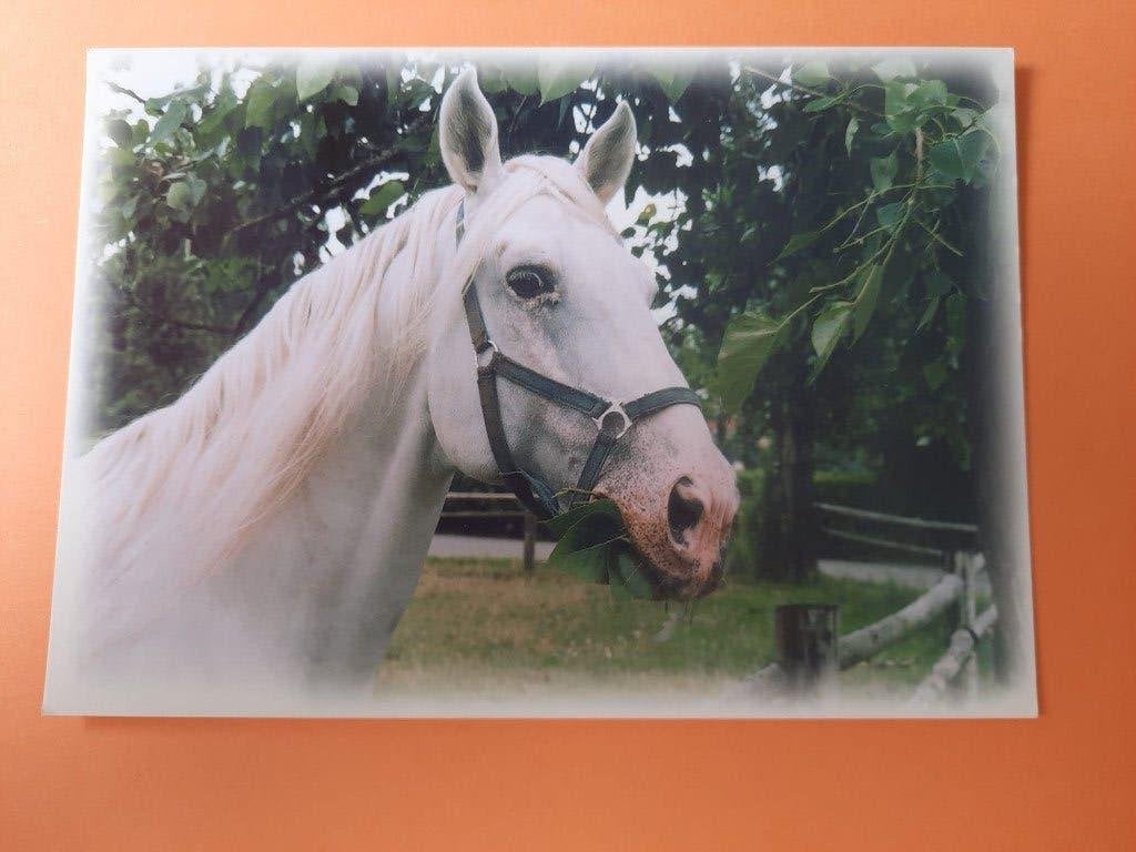 ansichtkaart paard veulen, Verzamelen, Ansichtkaarten | Dieren, Ophalen, 1980 tot heden, Ongelopen, Paard