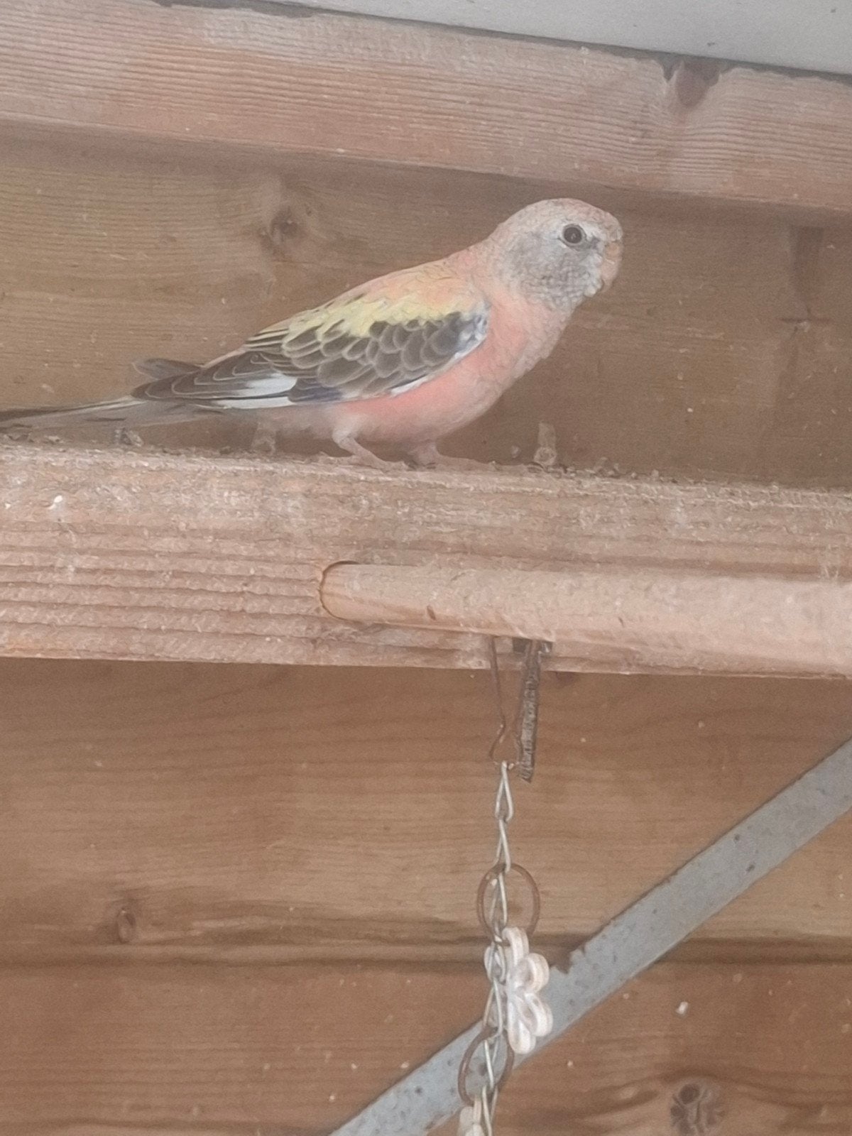 Mooie roze Bourke parkiet, Geslacht onbekend, Parkiet