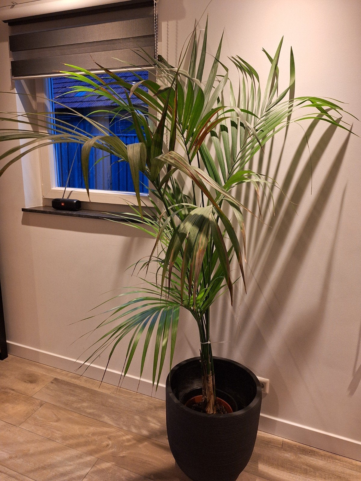 Grote Areca Palm met Zwarte Pot - Kamerplant, Huis en Inrichting, Ophalen