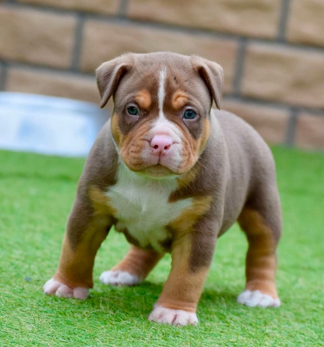 🔥American bully pocket pups tricolor🔥, Overige rassen, 8 tot 15 weken, Meerdere, Meerdere dieren