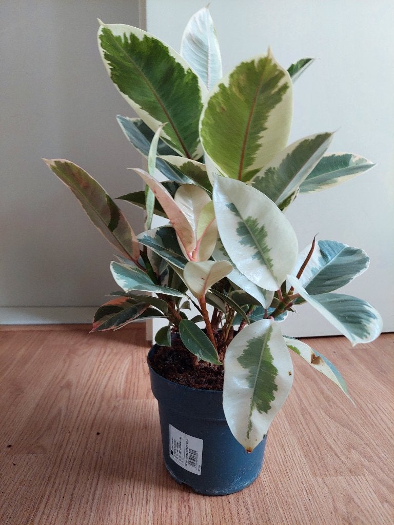 Ficus Elastica Tineke - Rubberboom / Rubberplant H: 55 cm., Huis en Inrichting, Kamerplanten, Ficus, Minder dan 100 cm, Groene kamerplant