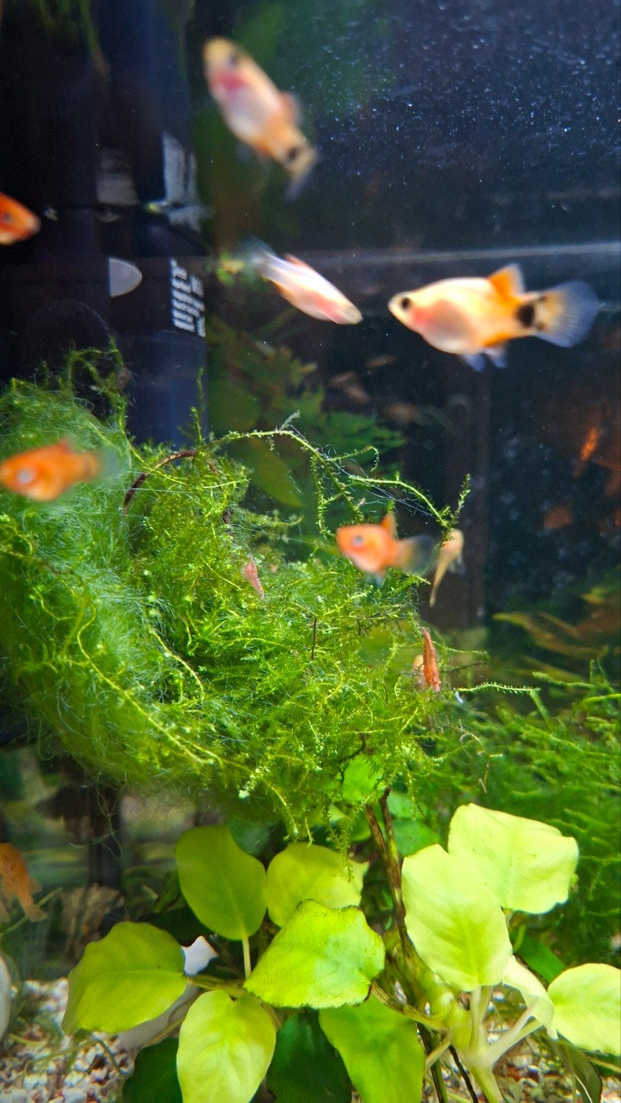 baby platy's, Dieren en Toebehoren, Vis, Zoetwatervis
