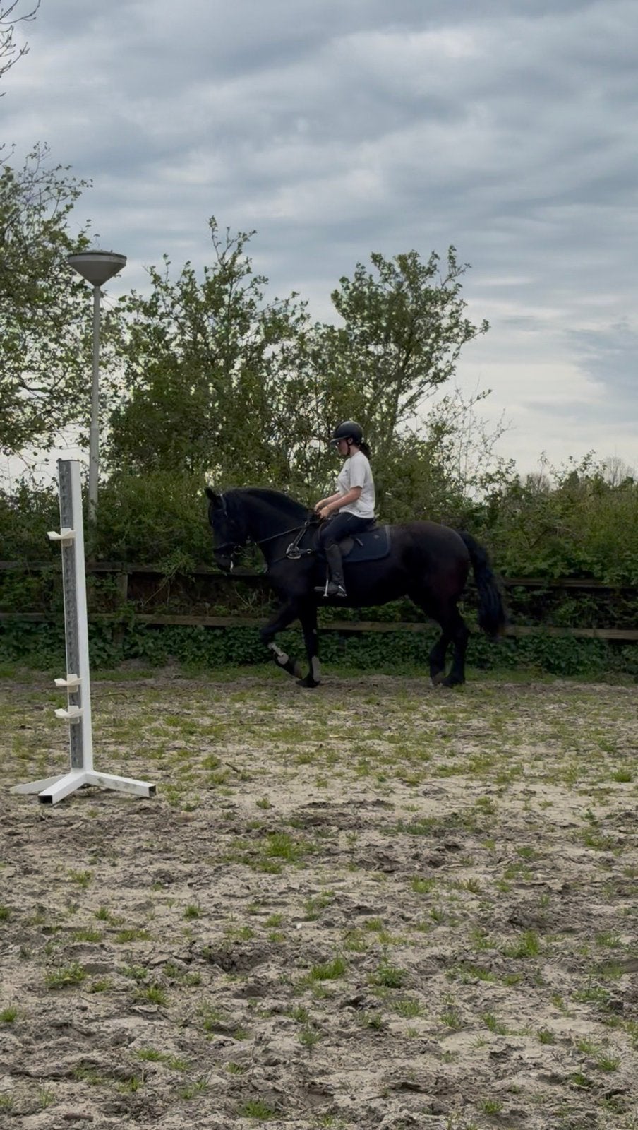 Bijrijdpaard gezocht, Ophalen of Verzenden
