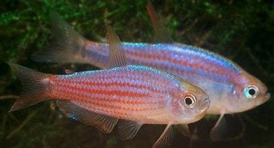 Inpaichthys Parauapiranga (Royal Tetra) - Koidreams Valburg, Vis, Zoetwatervis
