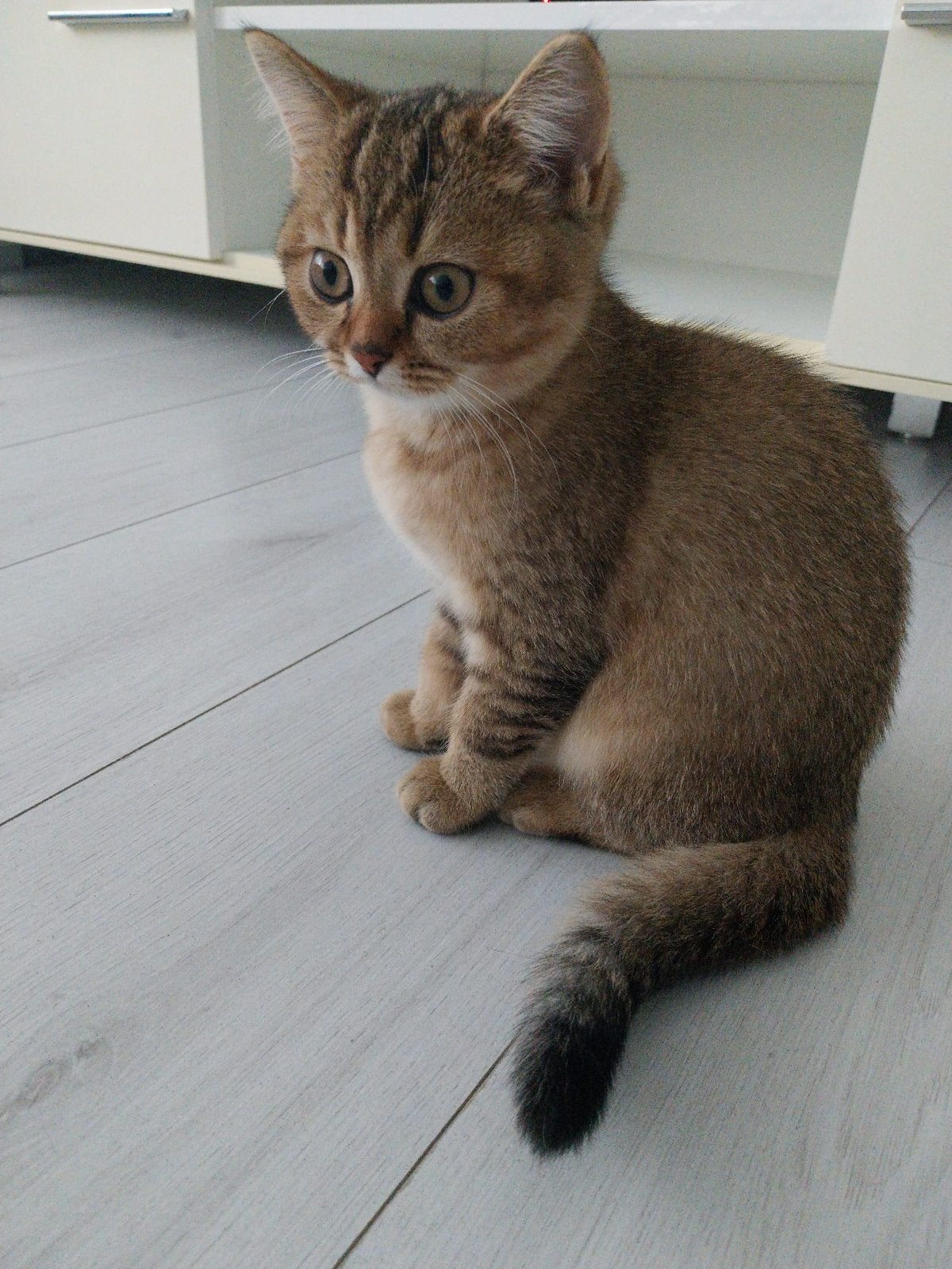 12 weken oude vrouwelijke kitten british korthair, Dieren en Toebehoren, Poes