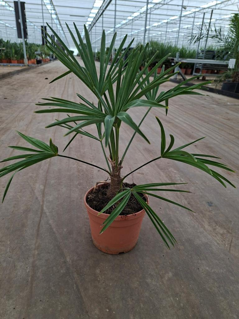 Trachycarpus Wagnerianus p19 - Winterhard-15, Tuin en Terras, Planten | Tuinplanten, Ophalen, Overige soorten, Volle zon