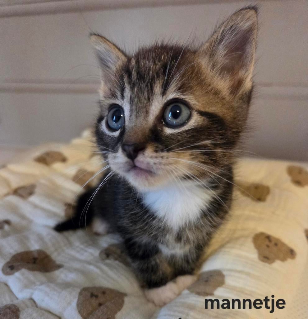 Kittens, Dieren en Toebehoren, Katten en Kittens | Overige Katten, Meerdere dieren
