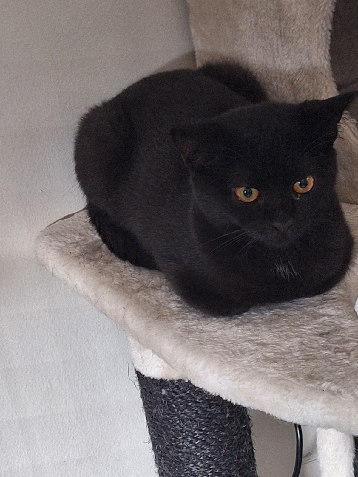 Britse korthaar vrouwtje choco kleur te koop, Poes, Ontwormd, 0 tot 2 jaar