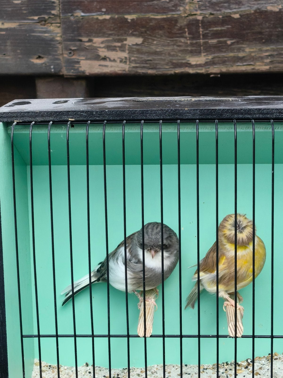 Gloster couple, Meerdere dieren, Postuurkanarie