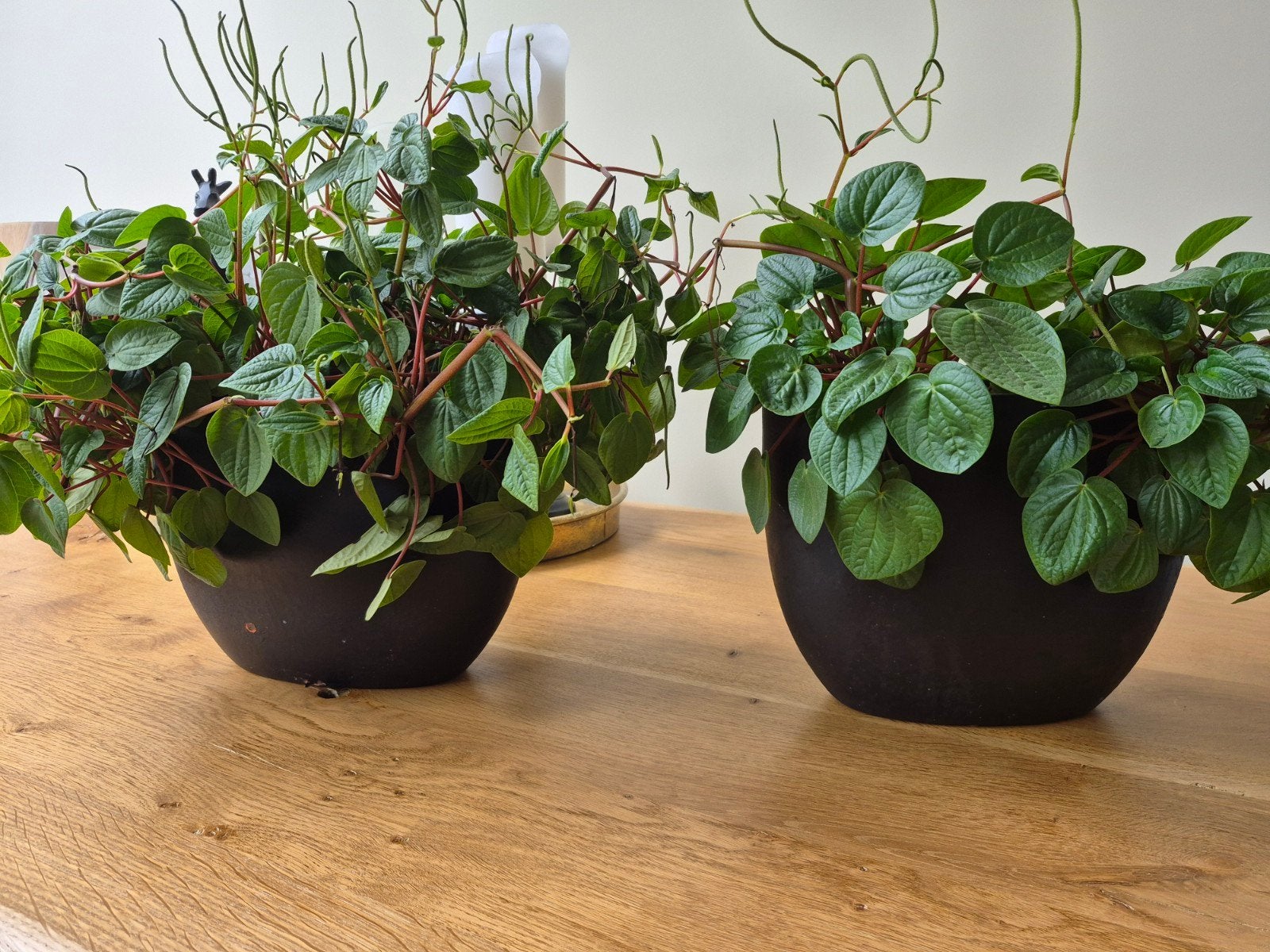 2 Peperomia planten in donkere potten, Ophalen, Vetplant, Halfschaduw, In pot