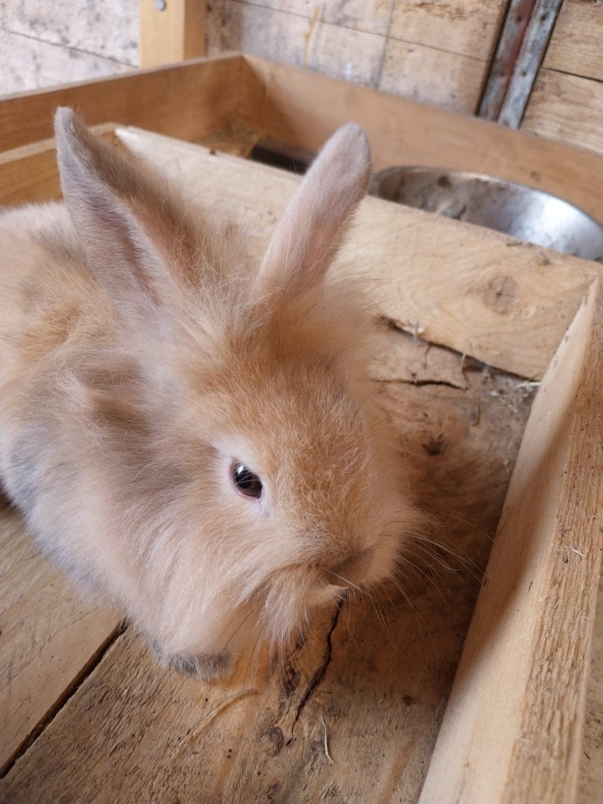 Mooi klein konijntje zoekt 5  huis, Dieren en Toebehoren