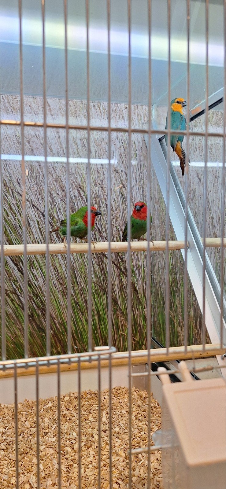 prachtige papegaai amadines, Dieren en Toebehoren, Meerdere dieren, Tropenvogel, Geringd