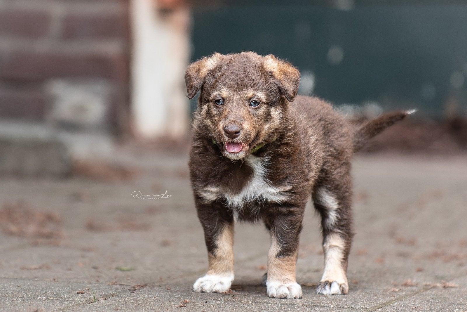 Geboren 18-4-26 nest border collie x Roemeense boerderijhond, Dieren en Toebehoren, Honden | Herdershonden en Veedrijvers, Parvo