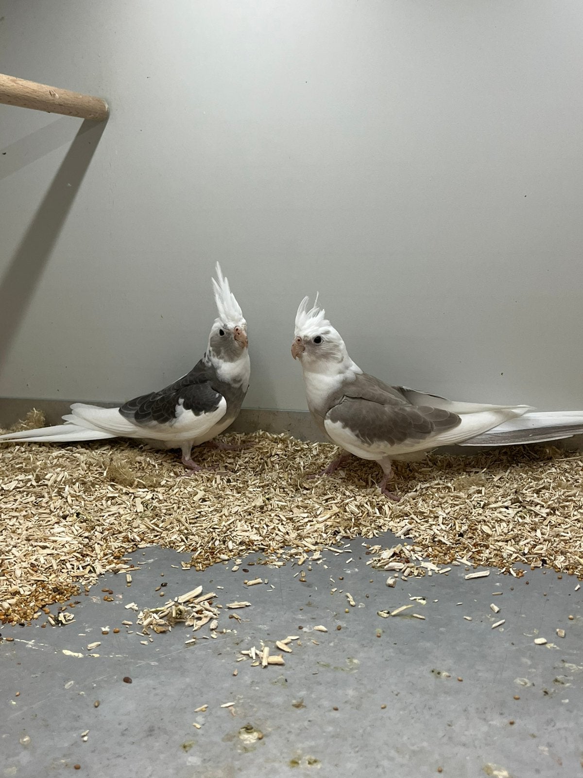 2x Valkparkiet Jong, Dieren en Toebehoren, Geslacht onbekend, Parkiet