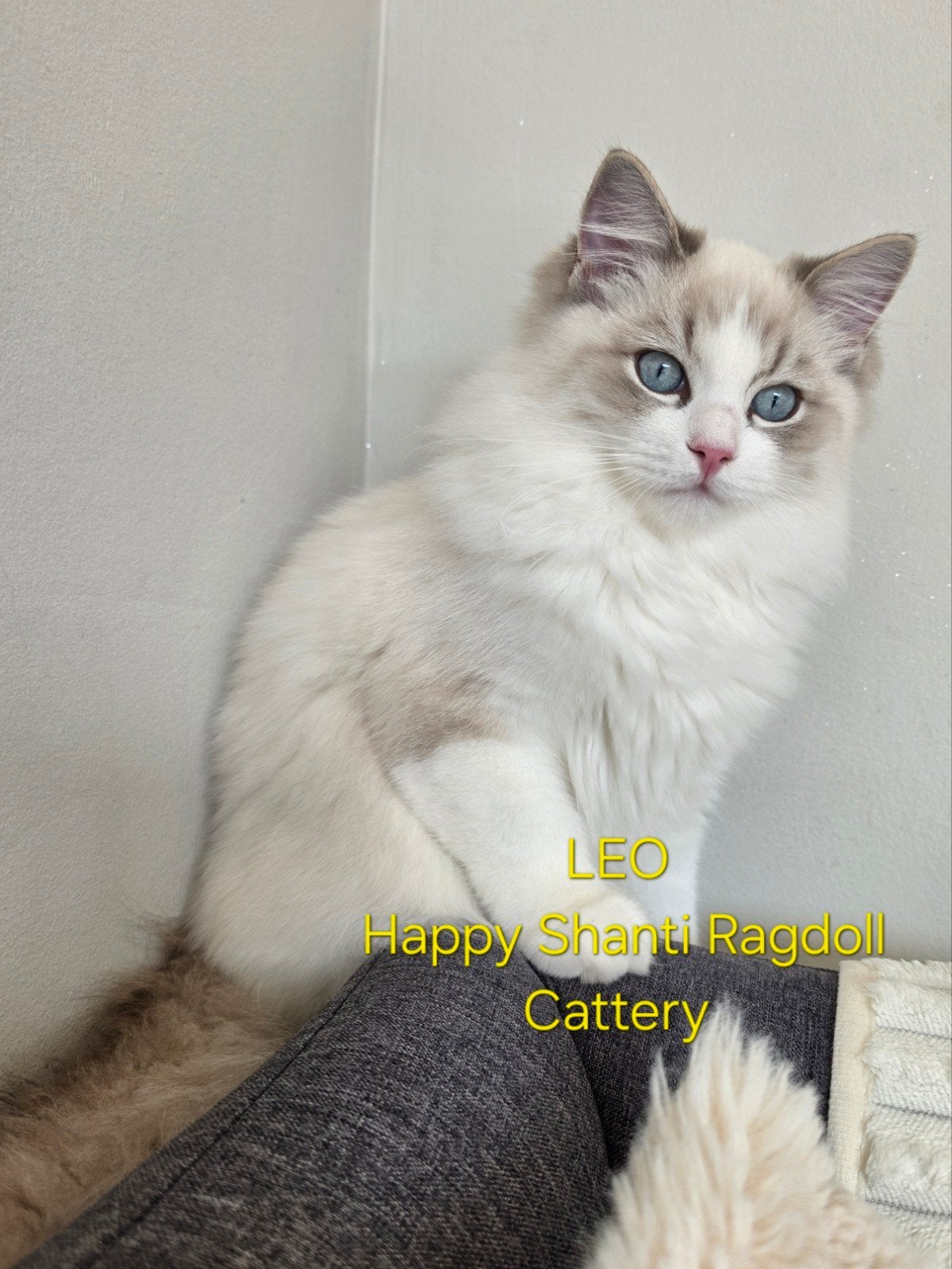 Ragdoll kittens met stamboom., Kater, Met stamboom, 0 tot 2 jaar