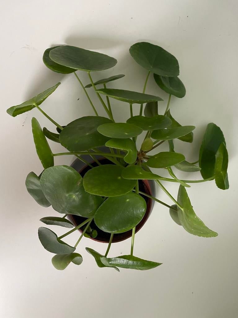 Pannekoekplant (Pilea Peperomioides), Huis en Inrichting, Kamerplanten, Ophalen, Overige soorten, Halfschaduw, In pot