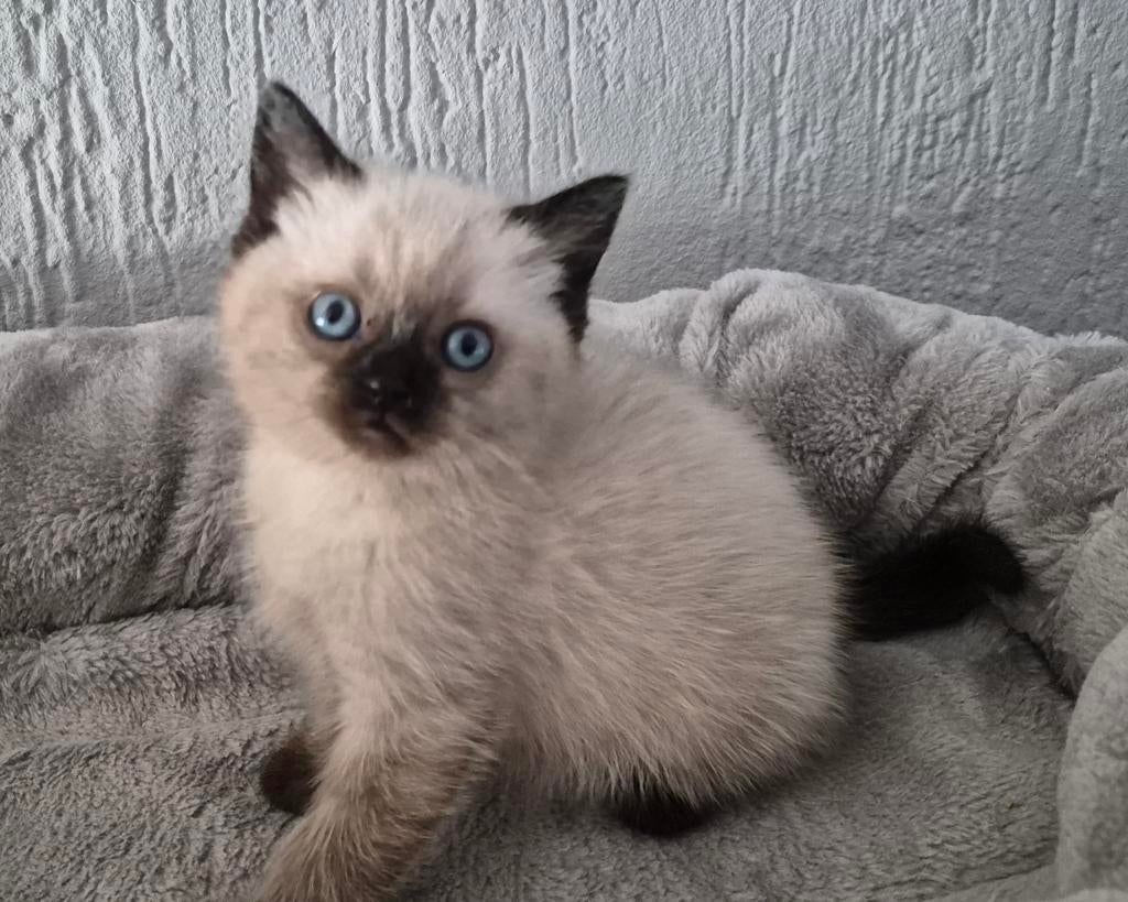 Kittens 75% ragdoll x 25% britse korthaar laatste poesje, Meerdere dieren
