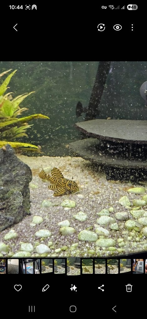L333 zebra, Dieren en Toebehoren, Vissen | Aquariumvissen, Vis, Zoetwatervis