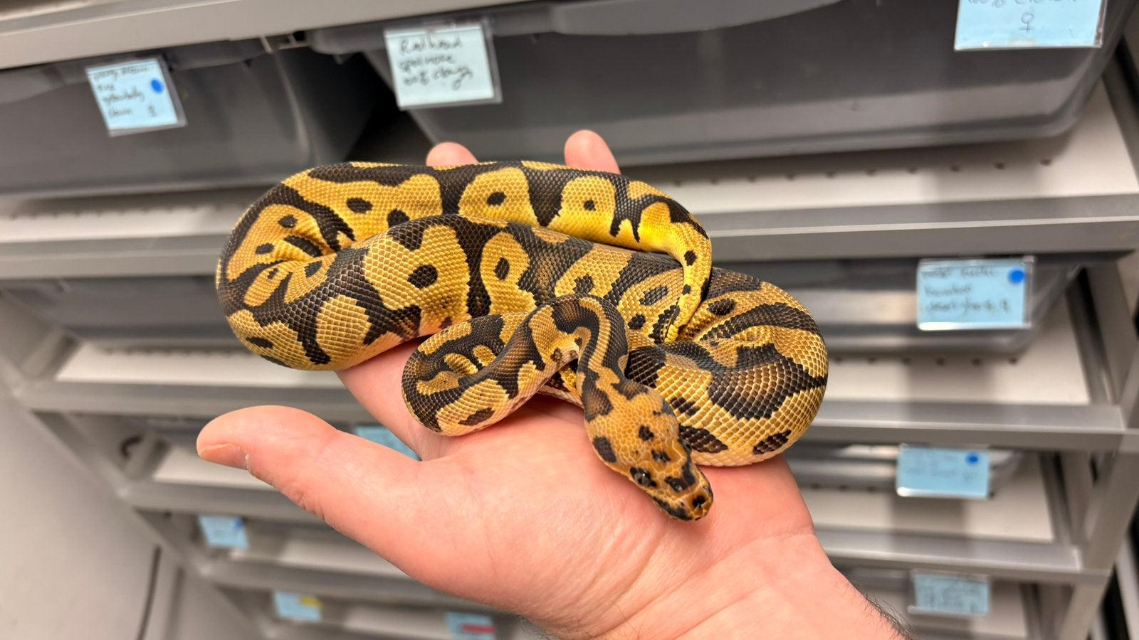 Confusion Orange dream clown ball python Ball Python photo 2