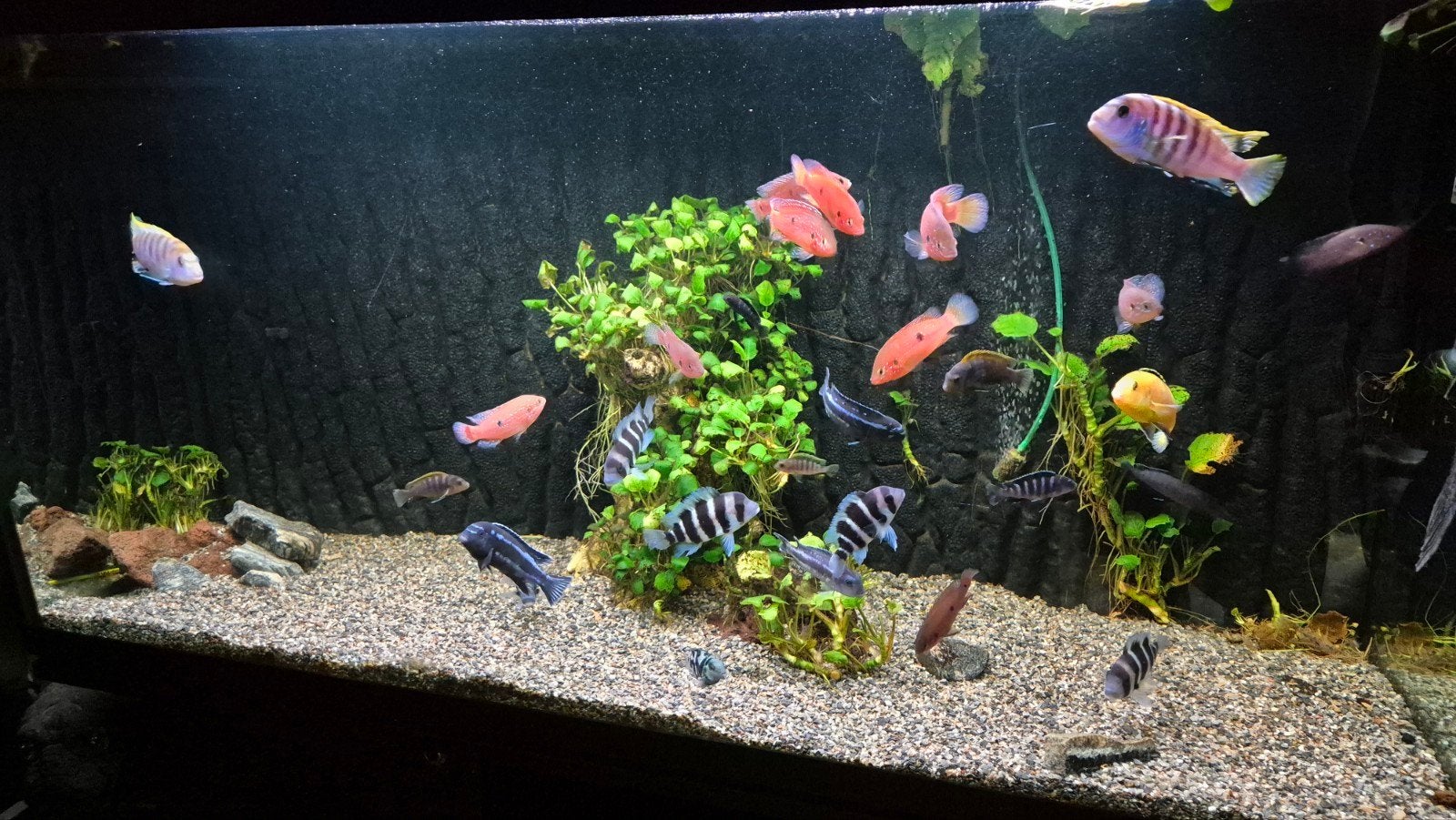 aquarium merk trofis in zeer goede staat, Vis