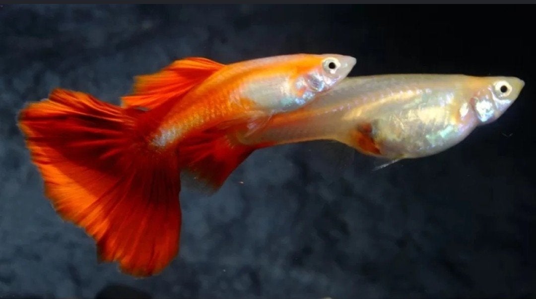 Red blond guppys, Dieren en Toebehoren, Vis