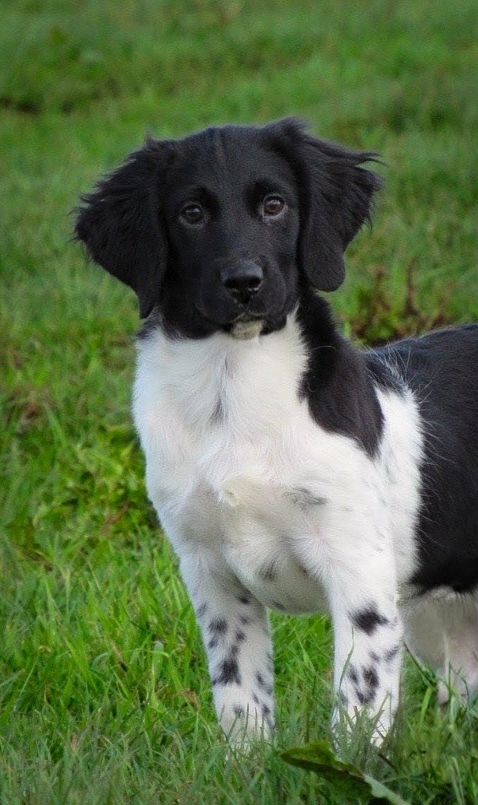 wij zoeken nog lieve baasjes voor onze friese Stabij pups, Dieren en Toebehoren, Parvo, Overige rassen, 8 tot 15 weken, Meerdere