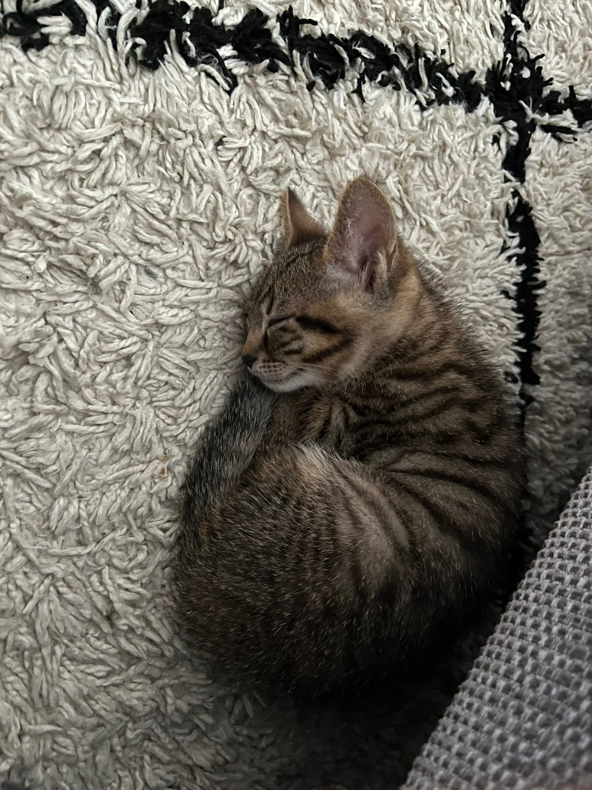 Mooie kater, Dieren en Toebehoren, Kater