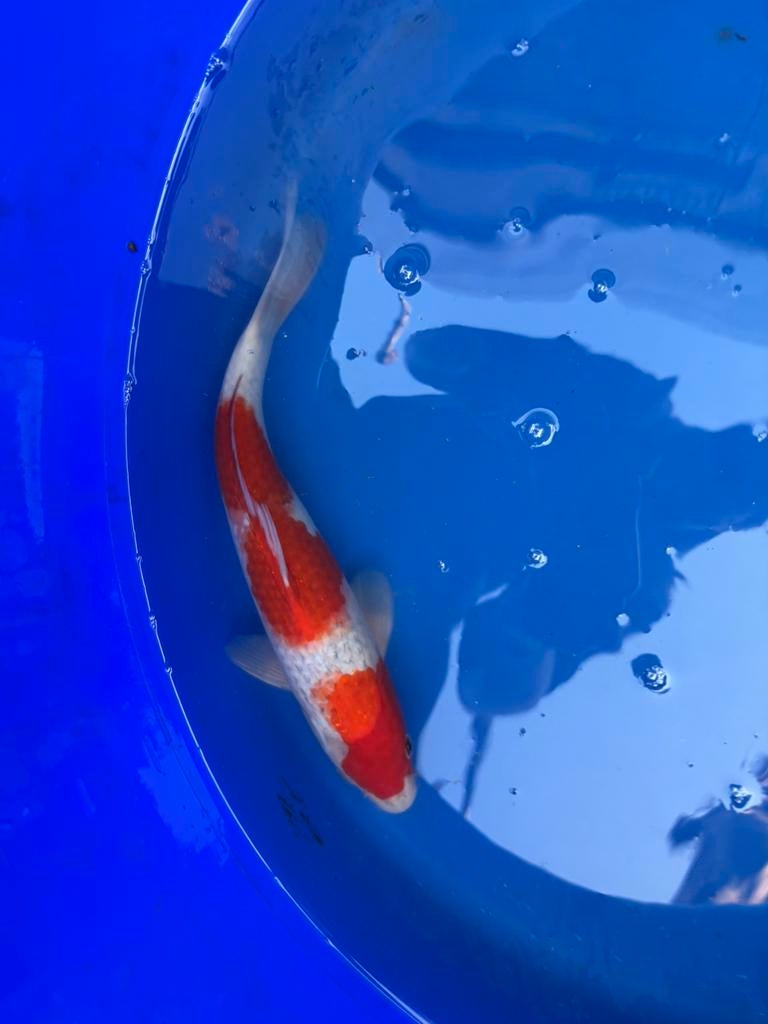 Yamazaki goshiki koi koikarper vis vissen vijver japans, Dieren en Toebehoren, Vissen | Vijvervissen, Karper of Koi