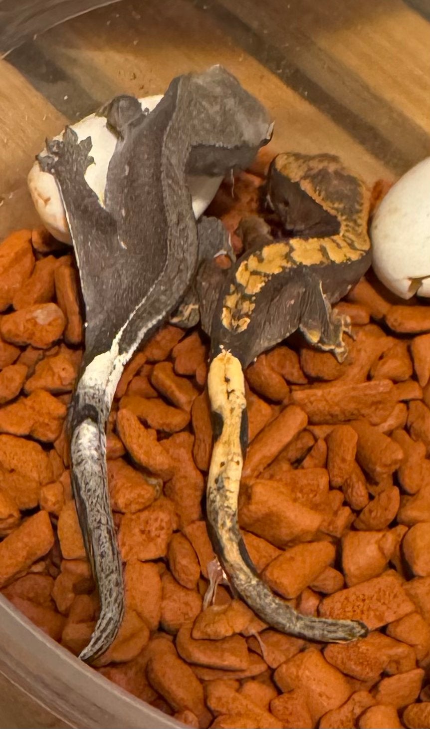 0.1 wimpergekko 100 % het Axanthic kweekvrouw crested gecko Crested Gecko photo 2