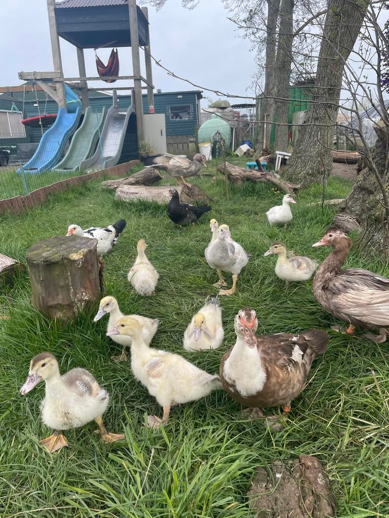 Muskuseenden pullen, Dieren en Toebehoren, Pluimvee, Meerdere dieren, Eend