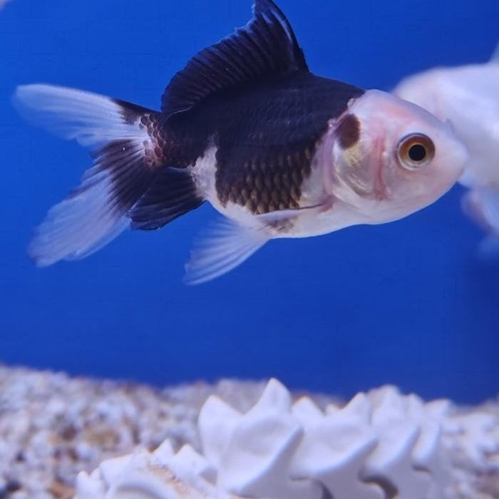 carrasius auratus, Vis